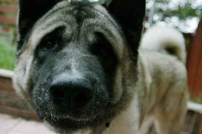 Exeter woman mauled in Japanese Akita attack outside her home