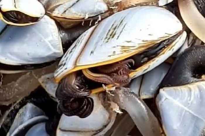 Freaky 'aliens' spotted on North Devon beach
