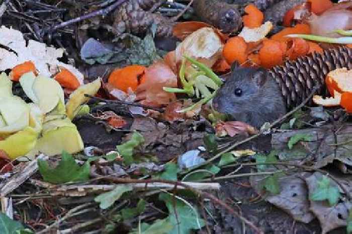 Garden expert says worthless kitchen scrap helps plants flower better and rats and cats hate it