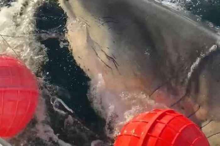 Great White Shark tracker LIVE: Huge 14ft shark mapped after tourist warning