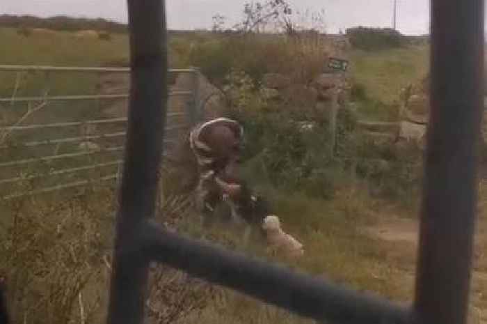 Aggressive dog owner filmed punching pet on head near Cornwall beauty spot