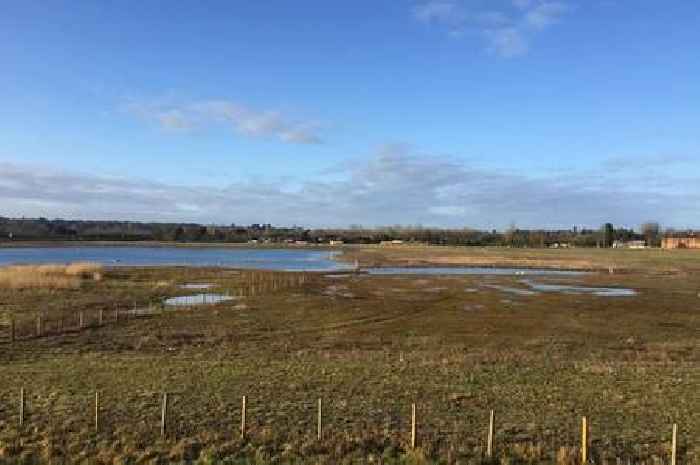 Controversial plans for McDonald's drive-thru next to Surrey nature reserve causing 'deep concern'
