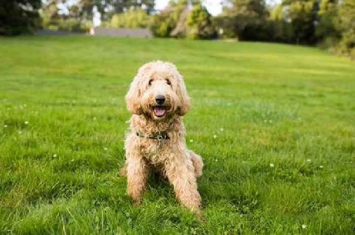 American visiting UK floored by dog walking habit that 'isn't seen in US'
