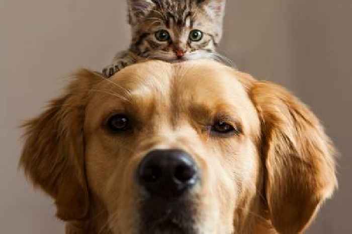 Top 10 dog and cat names in the UK including the wackiest celeb-inspired titles