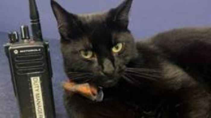 Much-loved railway station cat takes retirement