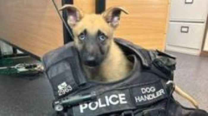 Stray puppy recruited by police force