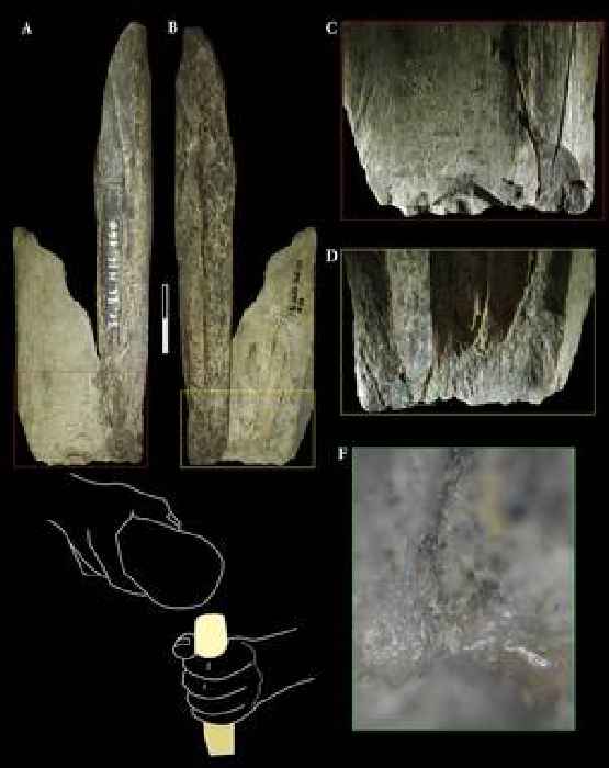 Neanderthals made a ‘Swiss Army knife’ from cave lion bone