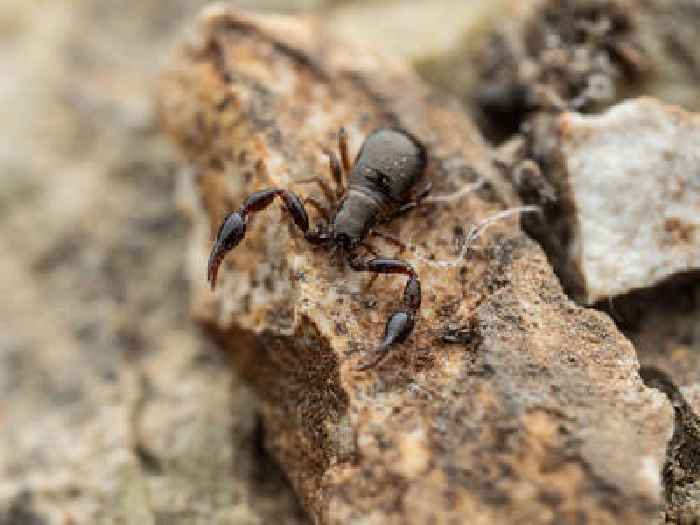 New pseudoscorpions with dragon-like jaws discovered in a South Korea cave