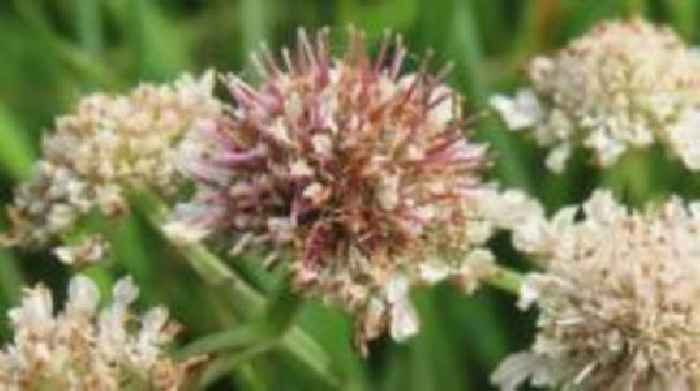 Rare flower found thriving in nature reserve