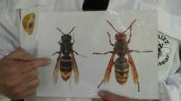 Beekeepers urge reports of Asian hornet sightings