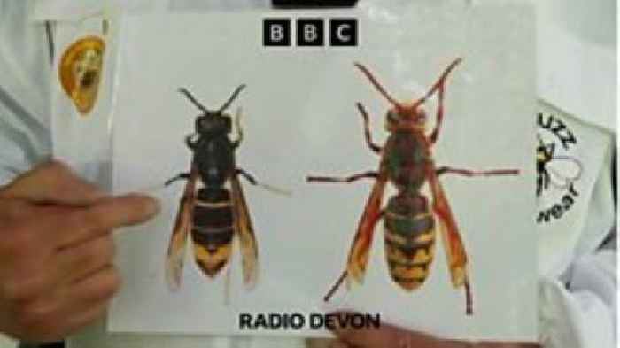 Hornets could wipe out our bees! What do we need to do?