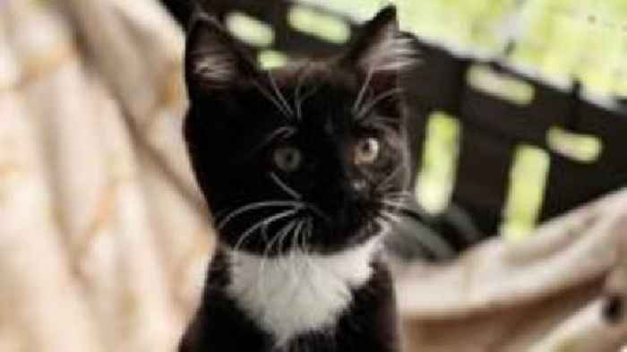 Kittens dumped in bin thriving after rescue
