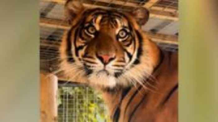 Zoo welcomes arrival of two-year-old tiger
