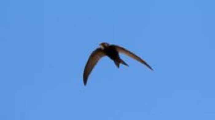 Call for people to record 'key' Surrey wildlife