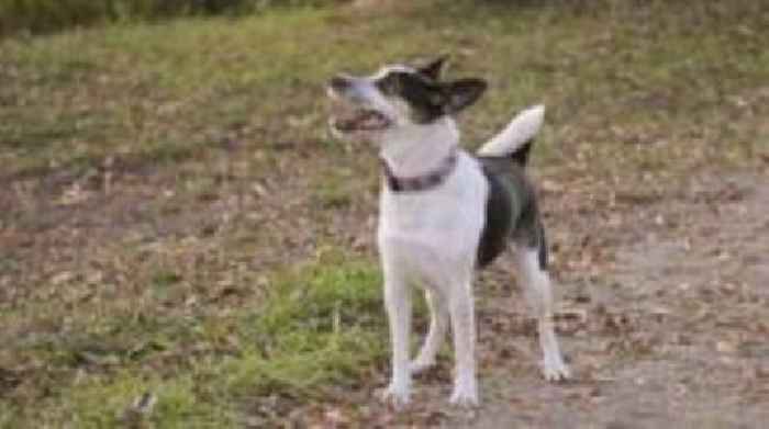 Plans to extend powers to tackle nuisance dogs