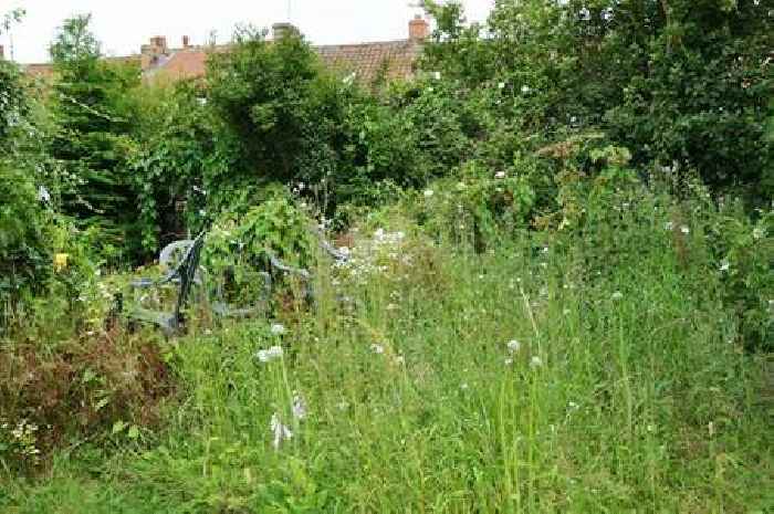 Gardeners told to avoid one job this July to help keep lawn grass healthy