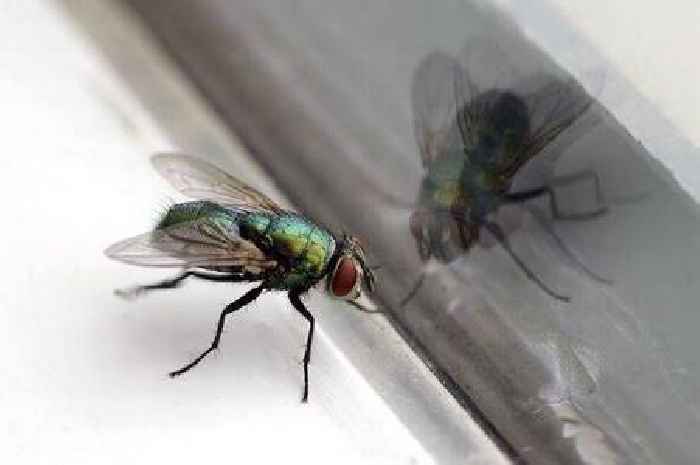 Keep flies away this summer by adding two cheap kitchen ingredients into your bin