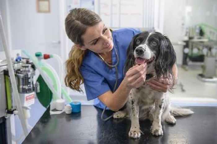 Vet lists the five common dog breeds he would 'never own'