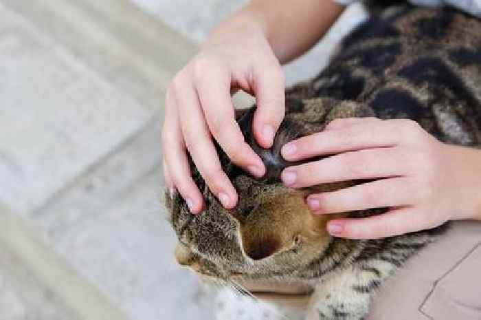 'I'm a vet and you can check if your pet has fleas with simple at-home test'