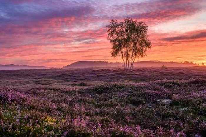 Global garden photo show opens in bloom at Stourhead estate