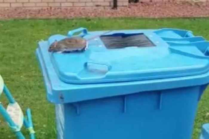 Missed bin collections at Glasgow homes soar to record numbers amid rat infestation fears