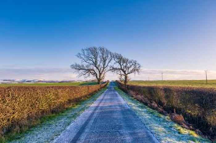 Pair of stunning 'Kissing Trees' are Scotland's answer to iconic Sycamore Gap felled last year