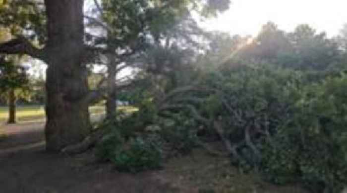'Do not sit under trees', council warns park-goers