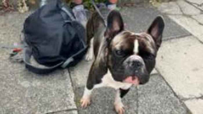 Van hit level crossing after 'dog chewed handbrake'