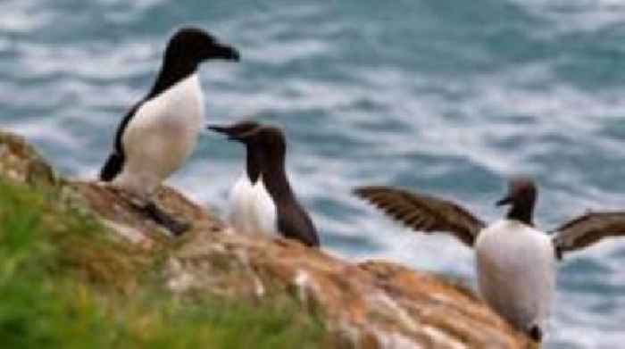 'Be vigilant' warning as bird flu confirmed in seabirds
