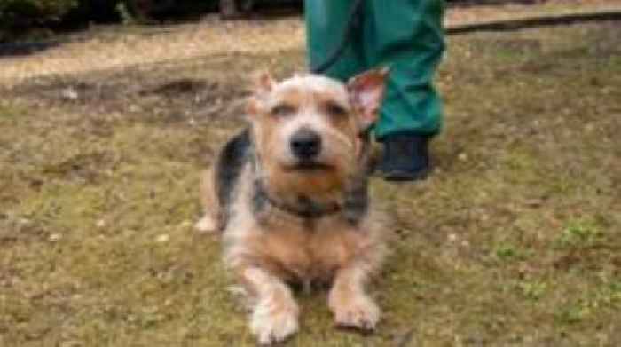 Dog with 'grapefruit-sized' head tumour rescued