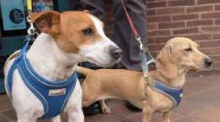 Town sees 65% of shops become dog-friendly