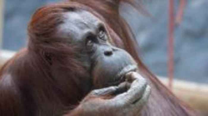 Storm-damaged orangutan enclosure fully reopens