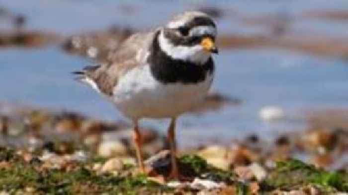Birds without borders: UK and German experts unite to help coastal species