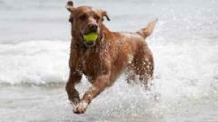 Owners urged to keep pets safe in warm weather
