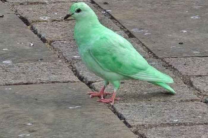 Mystery as bright green pigeon becomes TikTok sensation in sleepy town