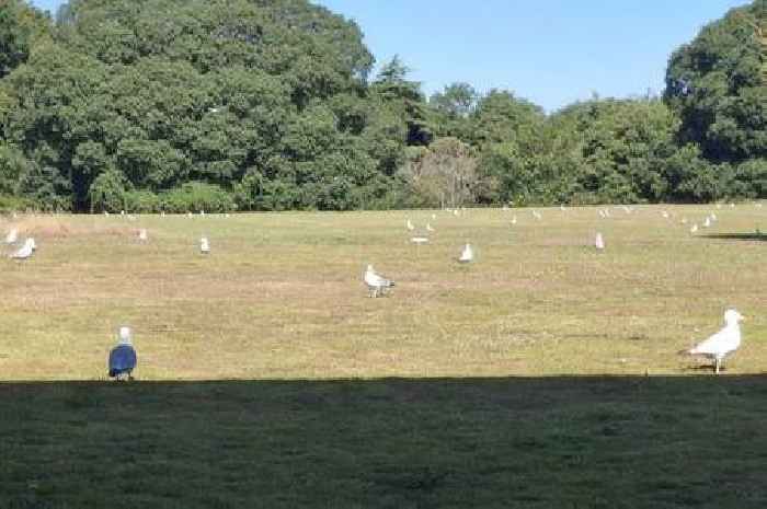 'Drunk' seagulls in Exeter as Flying Ant Day arrives