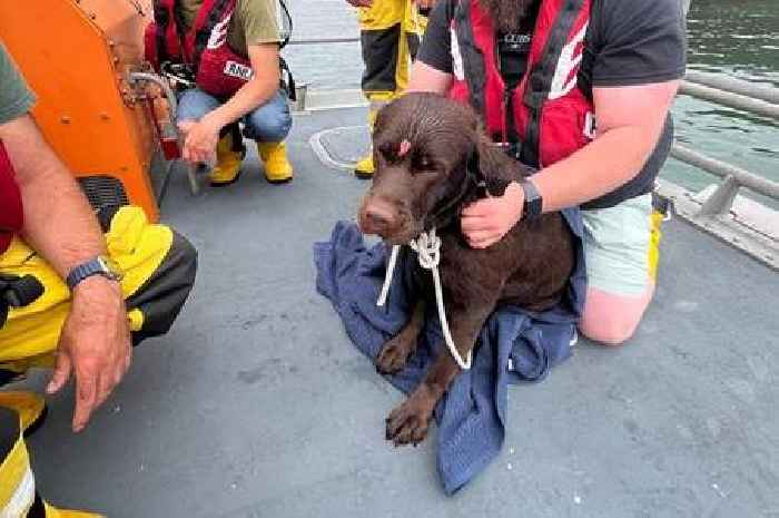 Dog falls from cliff and sparks lifeboat rescue near Porthleven