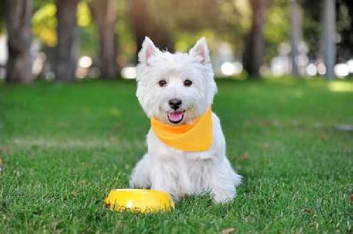 Vet urges dog owners to bring bandanas with them on walks during hot weather
