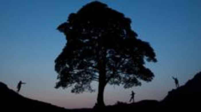 'People can hug the Sycamore Gap tree again'