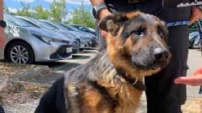 Heat warning to pet owners as dog rescued from car