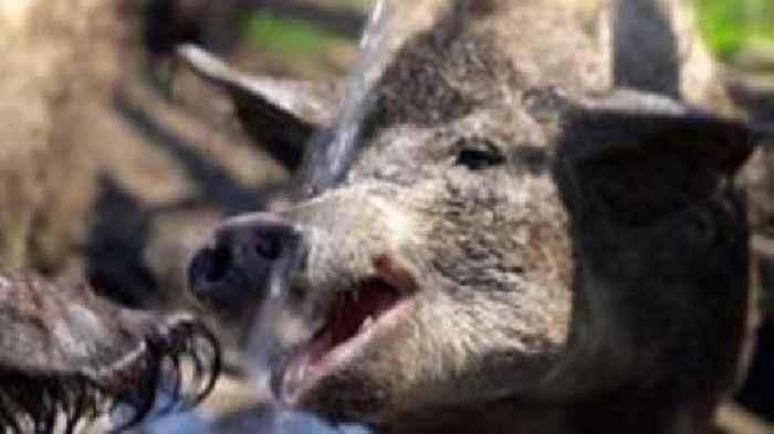 Farm hoses down pigs and alpacas to keep them cool