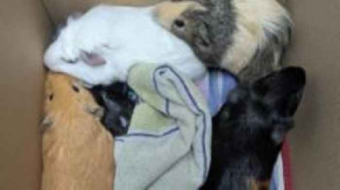 Guinea pigs in nappy box dumped in cemetery