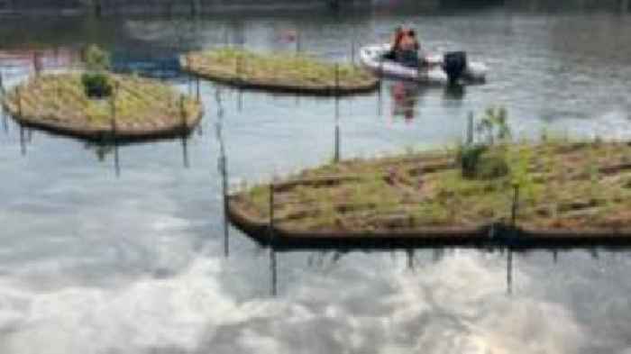 Floating islands bring biodiversity boost to docks