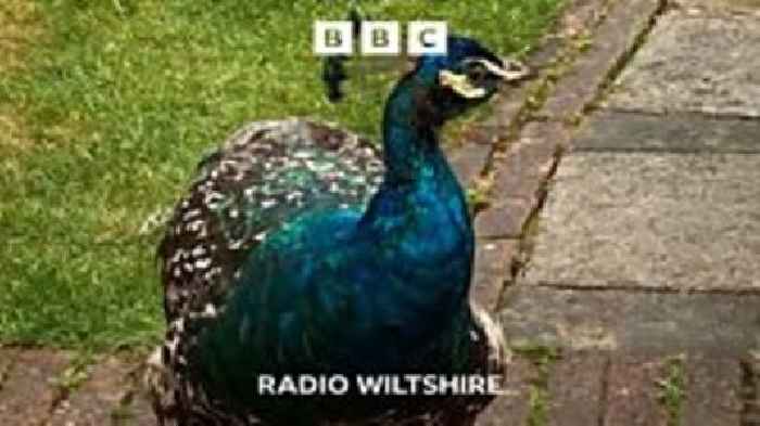 Peacock ravaging vegetable patches in Marlborough