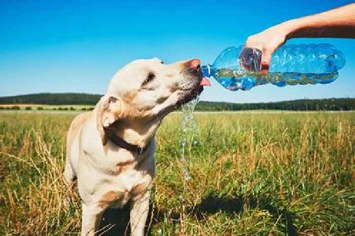 List of eight ways to keep you and your pets cool during UK heatwave