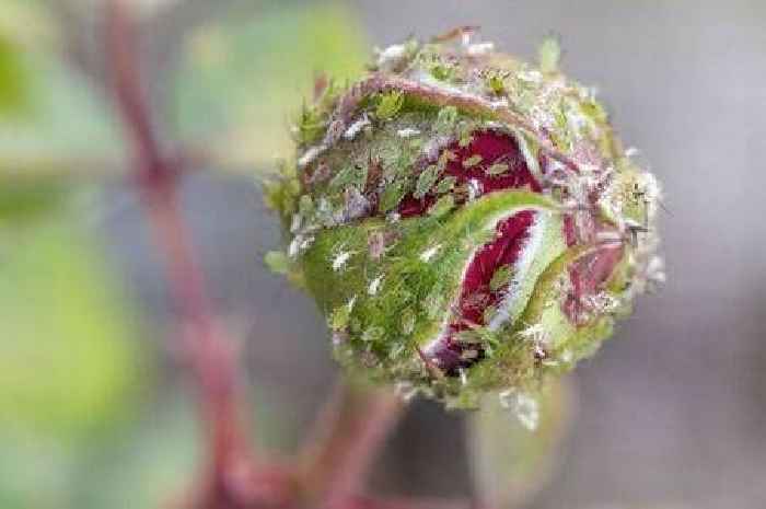 UK gardeners told to look for 'friendly' insect as they swarm in heatwave