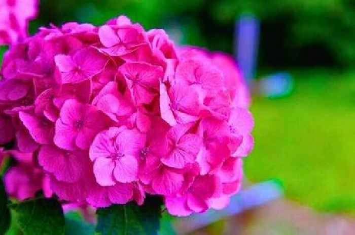 The one mistake gardeners make when watering hydrangeas in the summer