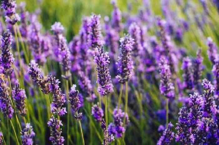Lavender grows back 'bushier' when gardening expert's simple tip is followed