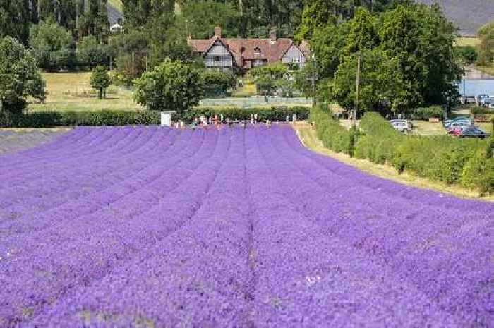 Kent's most gorgeous spot offers breathtaking views – and it's perfect for a walk