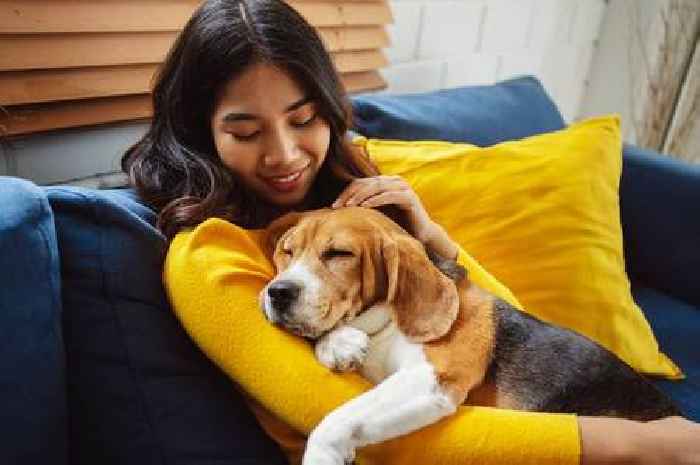 'I'm a dog trainer and one simple swap will transform relationship with pet'